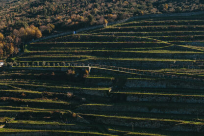 Douro terraced vineyards